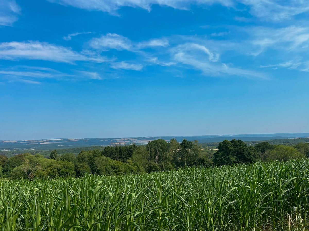 Vue panoramique
